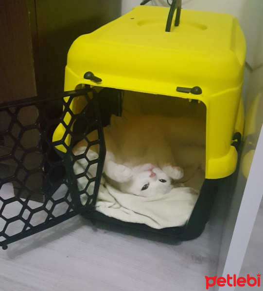 Chinchilla, Kedi  cesur fotoğrafı