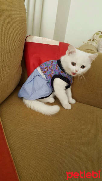 Chinchilla, Kedi  cesur fotoğrafı