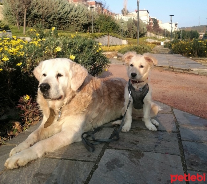 Golden Retriever, Köpek  Lilith fotoğrafı