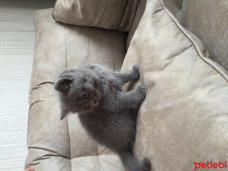 British Shorthair, Kedi  Minnoş Ponçik fotoğrafı