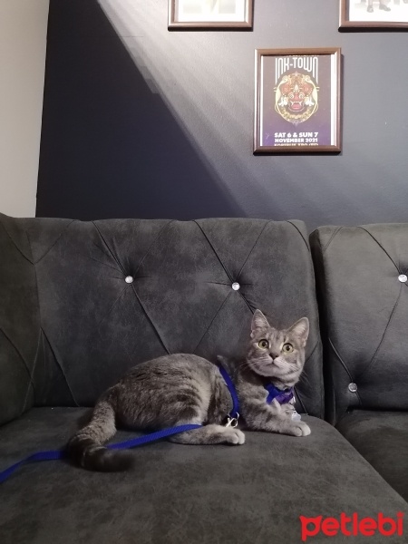 Tekir Kedi, Kedi  Bade fotoğrafı