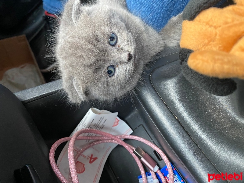 British Shorthair, Kedi  Duman fotoğrafı