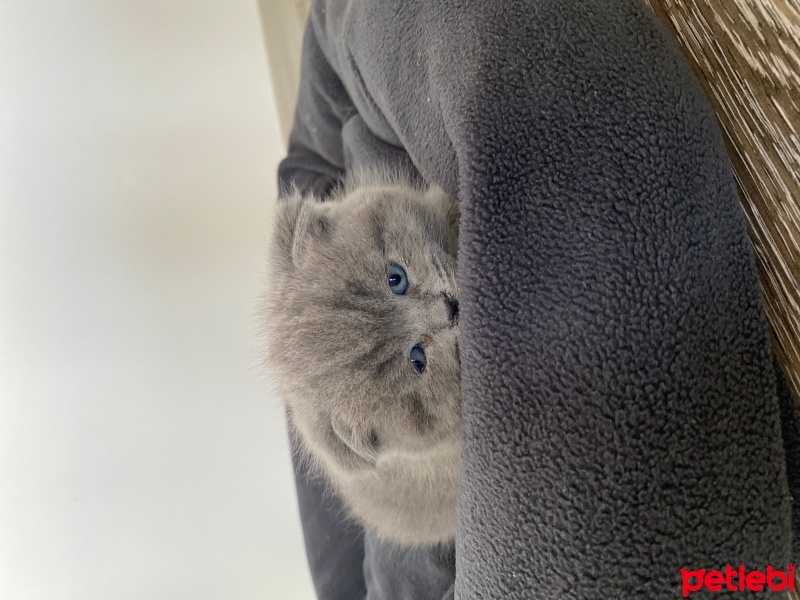 British Shorthair, Kedi  Duman fotoğrafı
