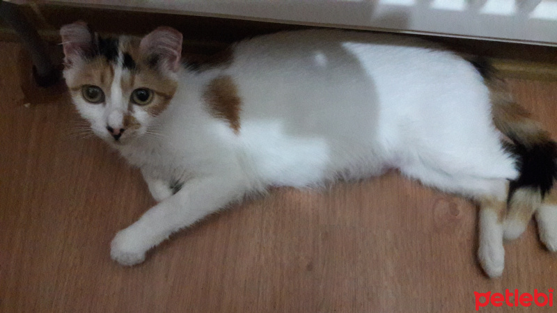 Tekir Kedi, Kedi  Ponçik fotoğrafı