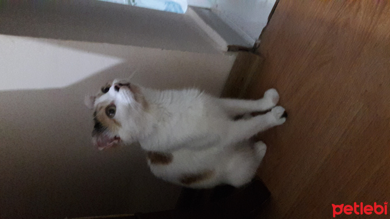 Tekir Kedi, Kedi  Ponçik fotoğrafı