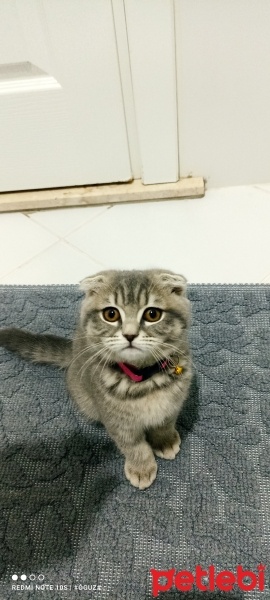 Scottish Fold, Kedi  Mia fotoğrafı