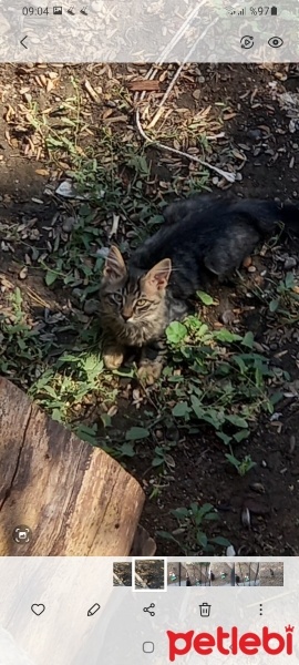 Tekir Kedi, Kedi  Masum fotoğrafı