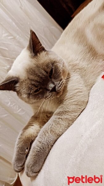 British Shorthair, Kedi  Memati fotoğrafı