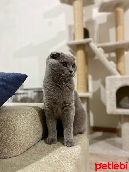 British Shorthair, Kedi  Memati fotoğrafı