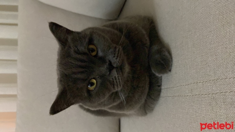 British Shorthair, Kedi  Duman fotoğrafı