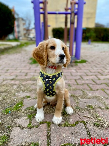 İngiliz Cocker Spaniel, Köpek  Tarçın fotoğrafı