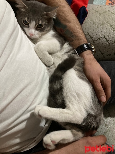 Tekir Kedi, Kedi  Pamuk fotoğrafı