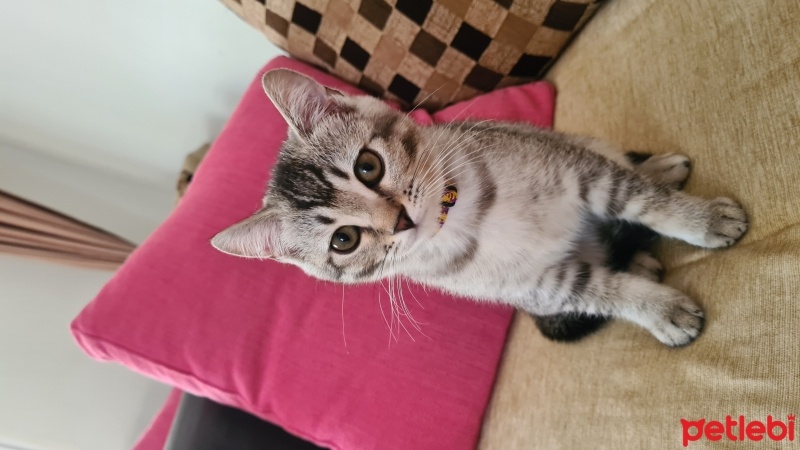 British Longhair, Kedi  Luna fotoğrafı