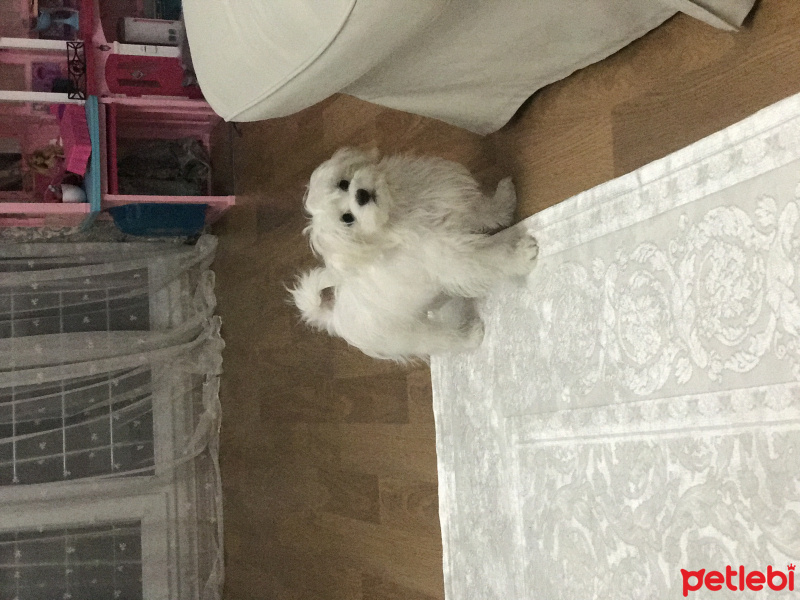 Maltese, Köpek  Cookie fotoğrafı