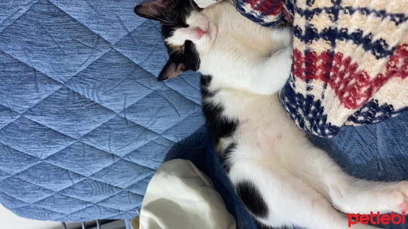 Tekir Kedi, Kedi  Bıdık fotoğrafı