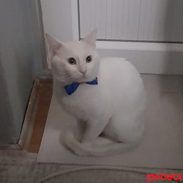 Ankara Kedisi, Kedi  PATİ fotoğrafı