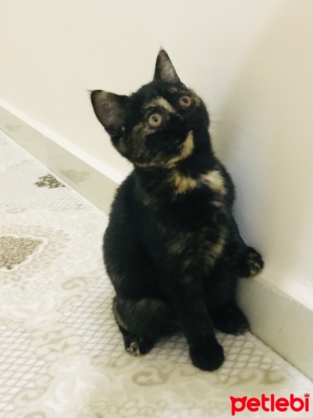 Brazilian Shorthair, Kedi  Sevimli oyuncu duman british fotoğrafı