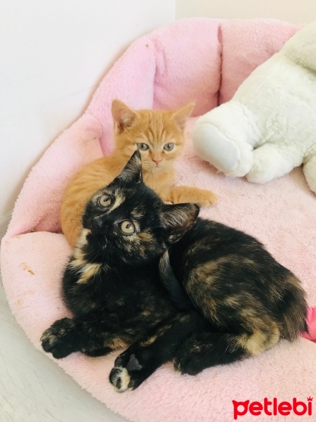 Brazilian Shorthair, Kedi  Sevimli oyuncu duman british fotoğrafı