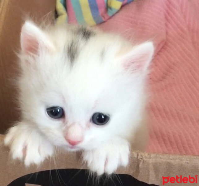 Ankara Kedisi, Kedi  Şans fotoğrafı