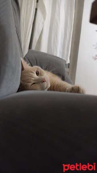 British Shorthair, Kedi  Karamel fotoğrafı