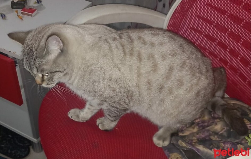 Brazilian Shorthair, Kedi  Süslü fotoğrafı