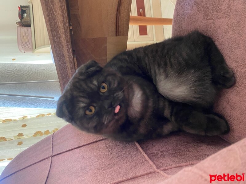 Scottish Fold, Kedi  Bihter fotoğrafı