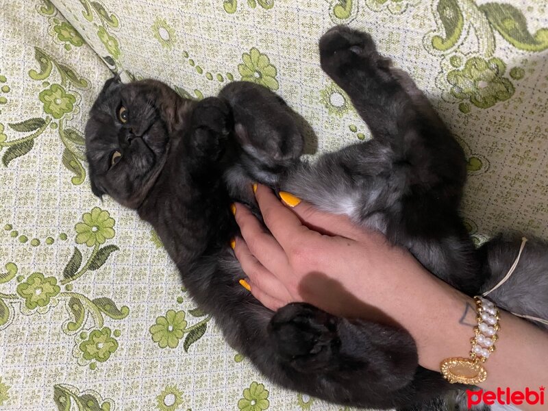 Scottish Fold, Kedi  Bihter fotoğrafı