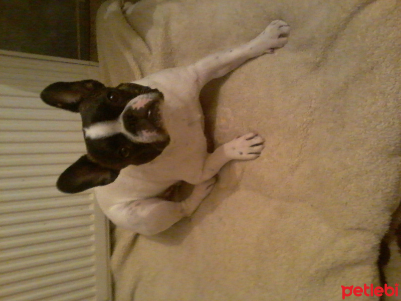 Fransız Bulldog, Köpek  French fotoğrafı
