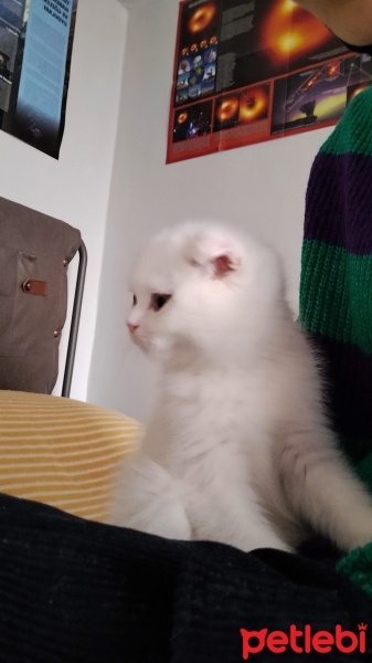 Scottish Fold, Kedi  bulut fotoğrafı