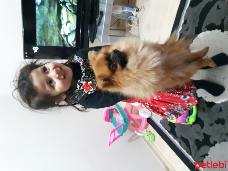 Pomeranyalı, Köpek  herry fotoğrafı