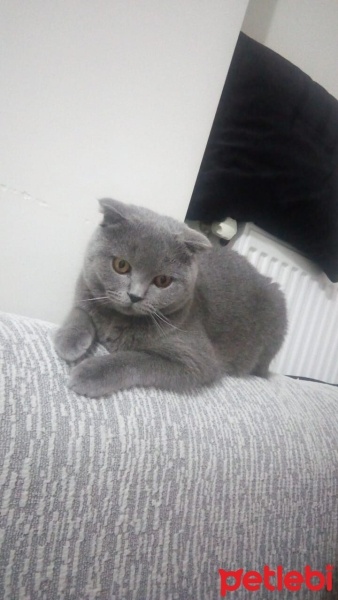 Scottish Fold, Kedi  Yumak fotoğrafı