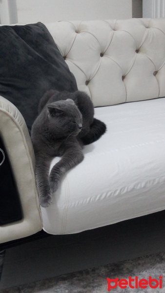 Scottish Fold, Kedi  Yumak fotoğrafı