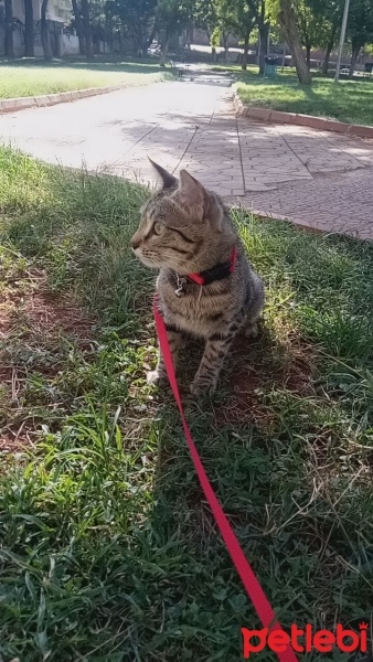 Tekir Kedi, Kedi  Duman fotoğrafı