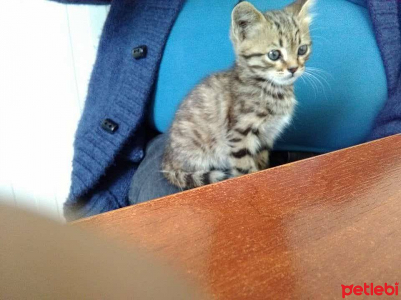 Abyssinian, Kedi  henüz konulmadı fotoğrafı