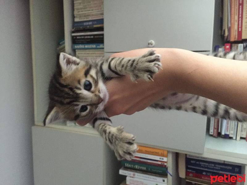Tekir Kedi, Kedi  Mango fotoğrafı