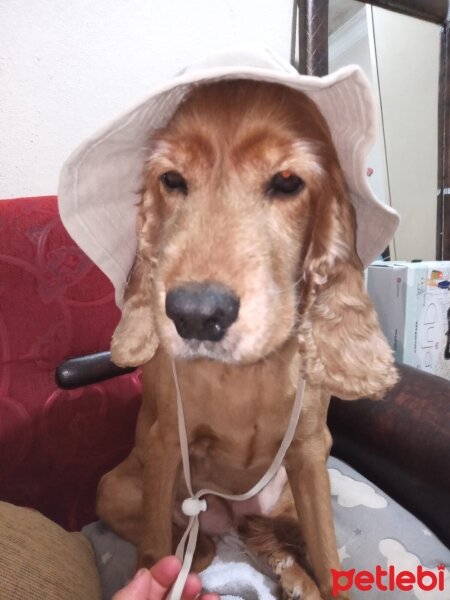 Amerikan Cocker Spaniel, Köpek  Zilişka fotoğrafı