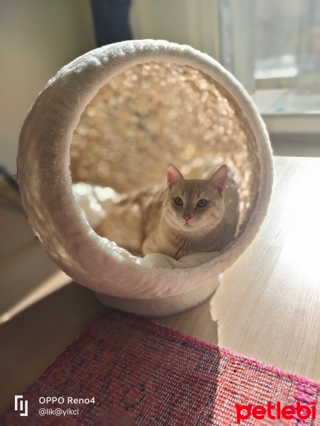 Sarman, Kedi  LATTE fotoğrafı