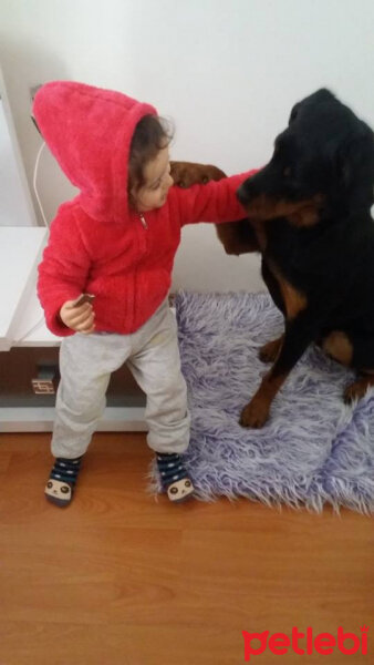 Rottweiler, Köpek  zeyna fotoğrafı