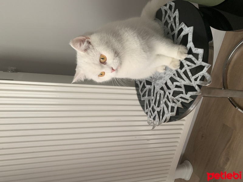 British Shorthair, Kedi  Mia fotoğrafı