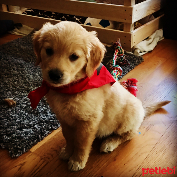Golden Retriever, Köpek  Pablo fotoğrafı