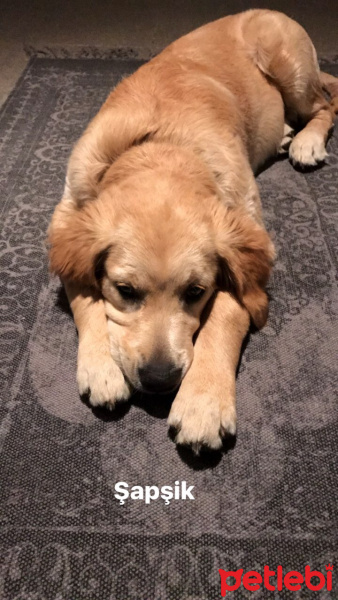 Golden Retriever, Köpek  Pablo fotoğrafı