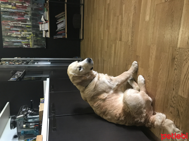Golden Retriever, Köpek  Pablo fotoğrafı