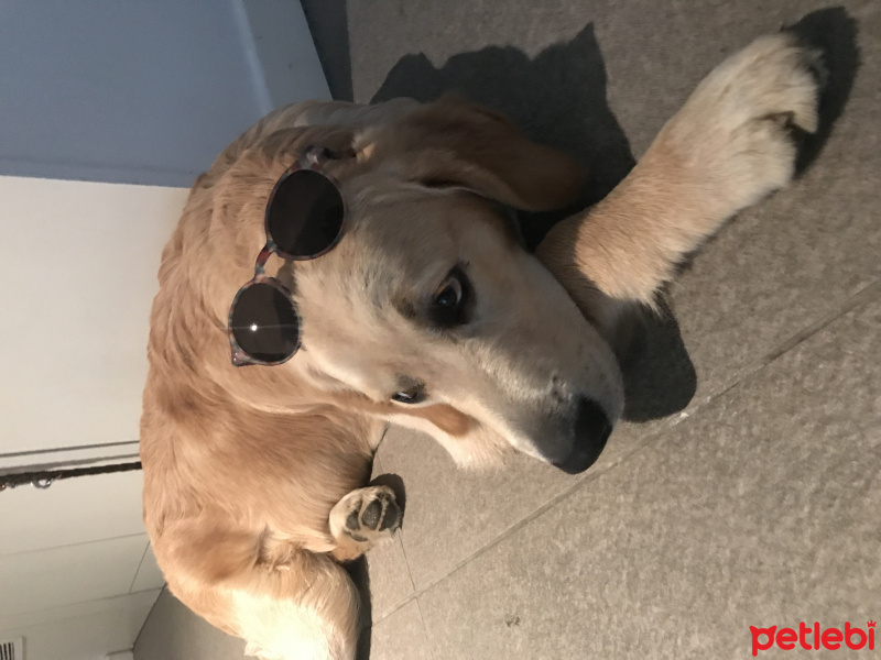Golden Retriever, Köpek  Pablo fotoğrafı