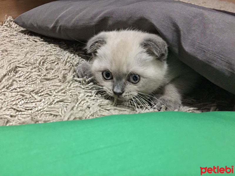 Scottish Fold, Kedi  Sushi fotoğrafı