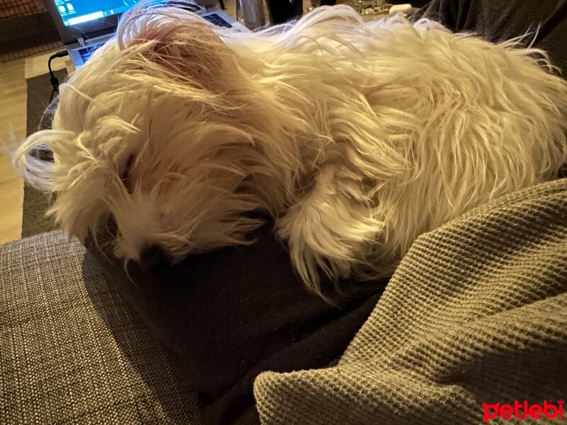 Maltese, Köpek  Luna fotoğrafı