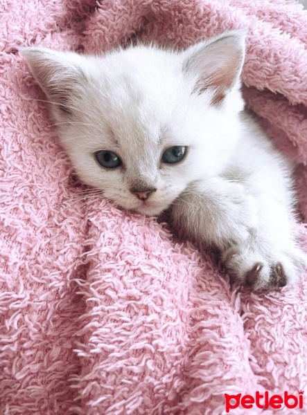 British Shorthair, Kedi  Zeus fotoğrafı