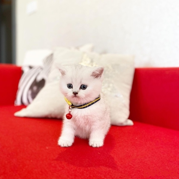British Shorthair, Kedi  Zeus fotoğrafı