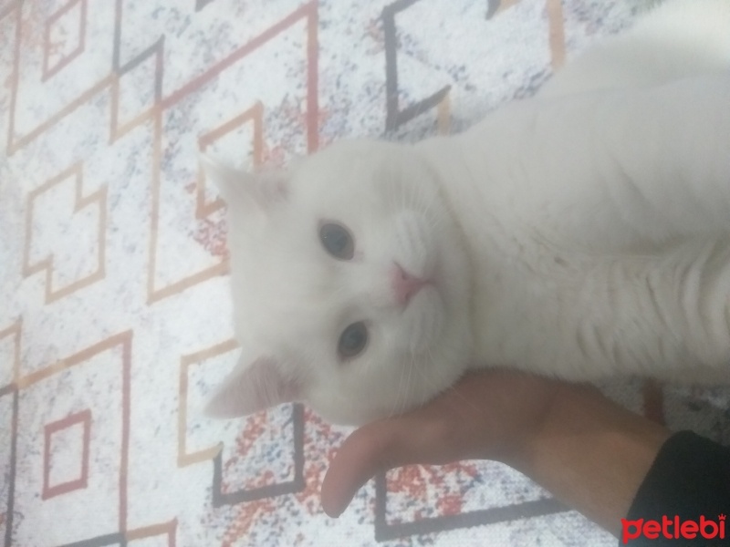 Scottish Fold, Kedi  Boncuk fotoğrafı