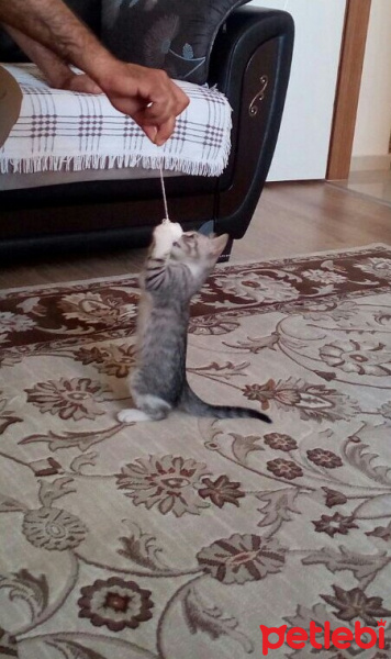 Tekir Kedi, Kedi  Casper fotoğrafı