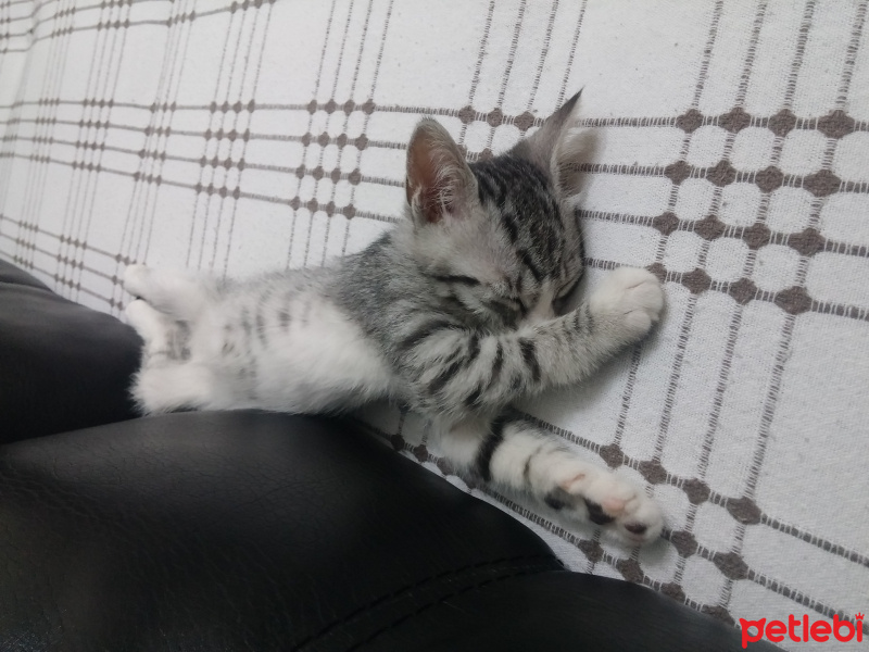 Tekir Kedi, Kedi  Casper fotoğrafı